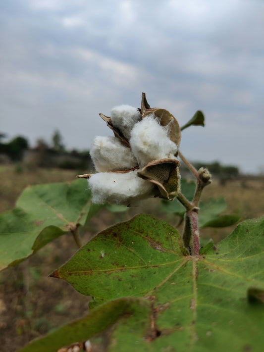 a close up of a cotton plant with a cloudy sky in the background